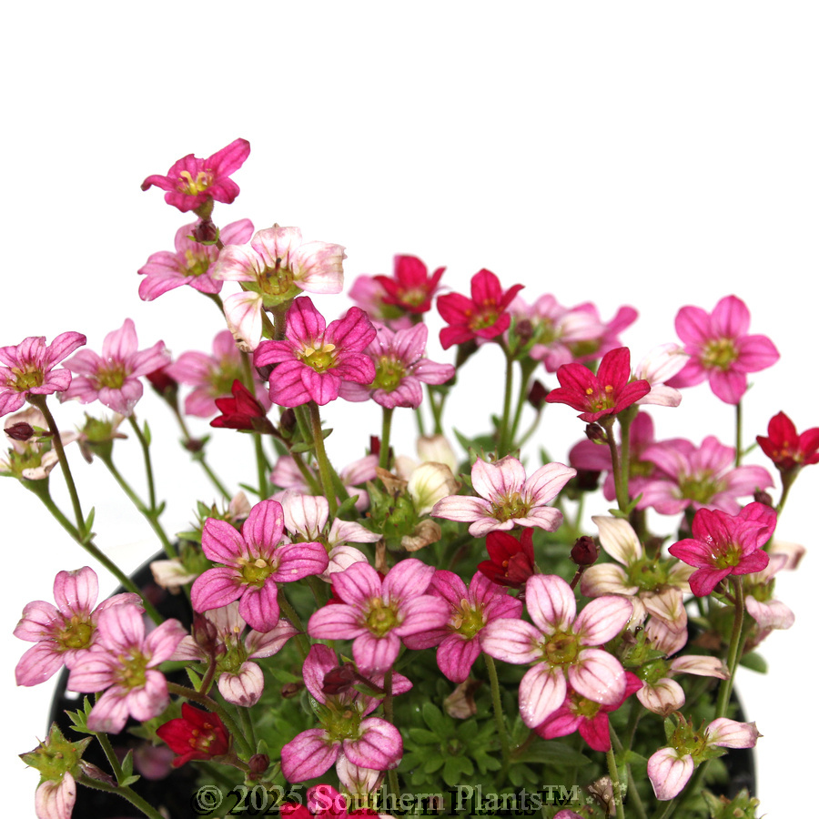 Tufted Alpine Saxifraga