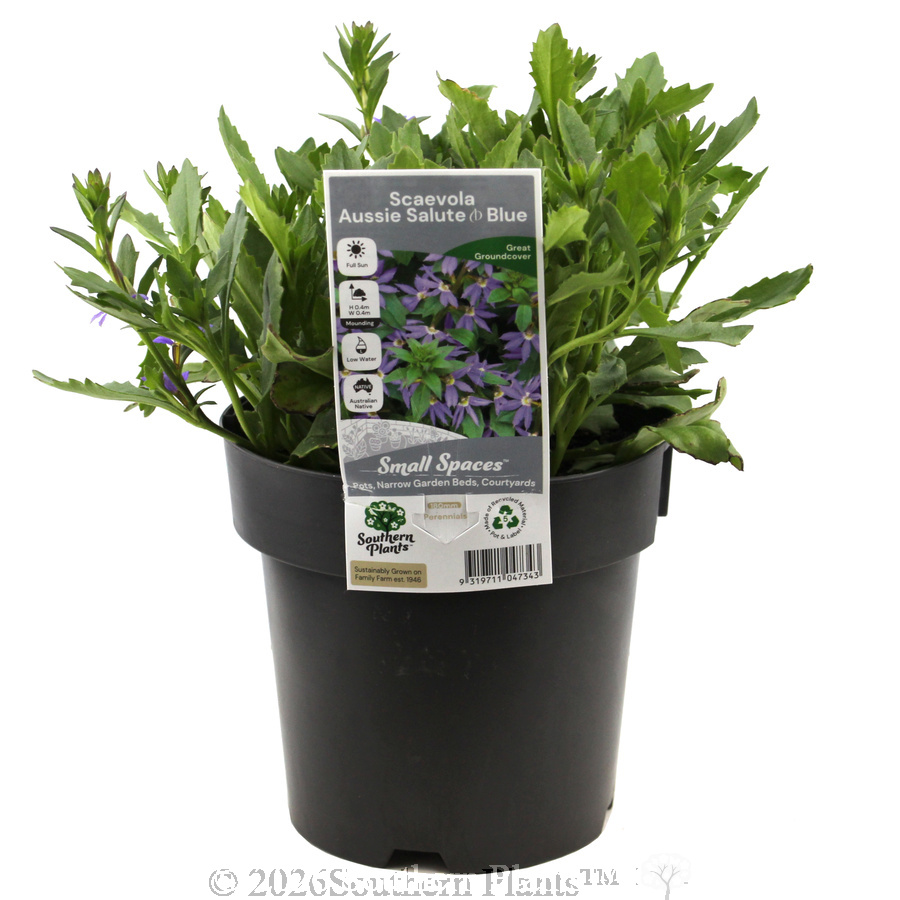 Scaevola Aussie Salute - Plant photo