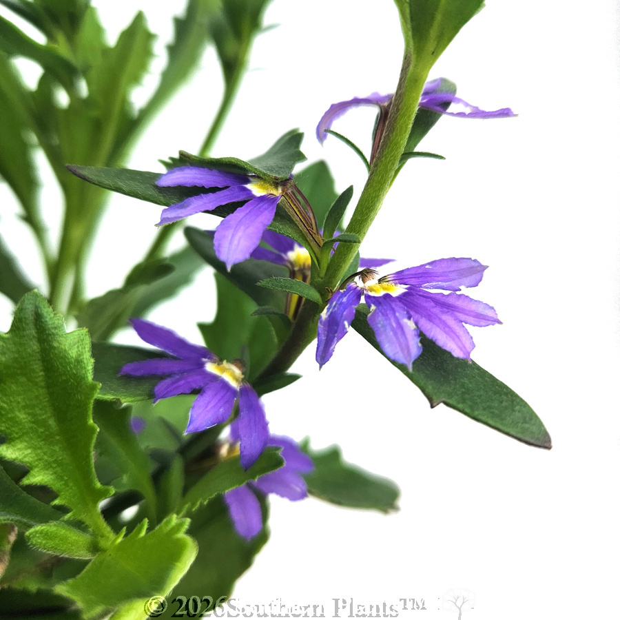 Scaevola Aussie Salute