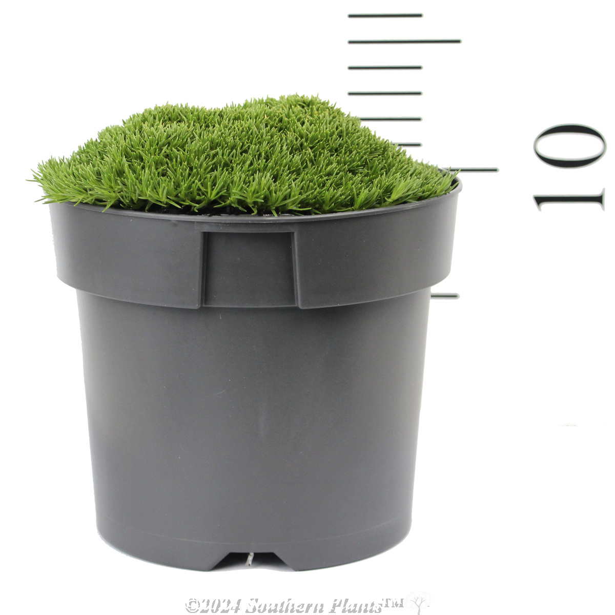 Cushion Bush - Reference photo