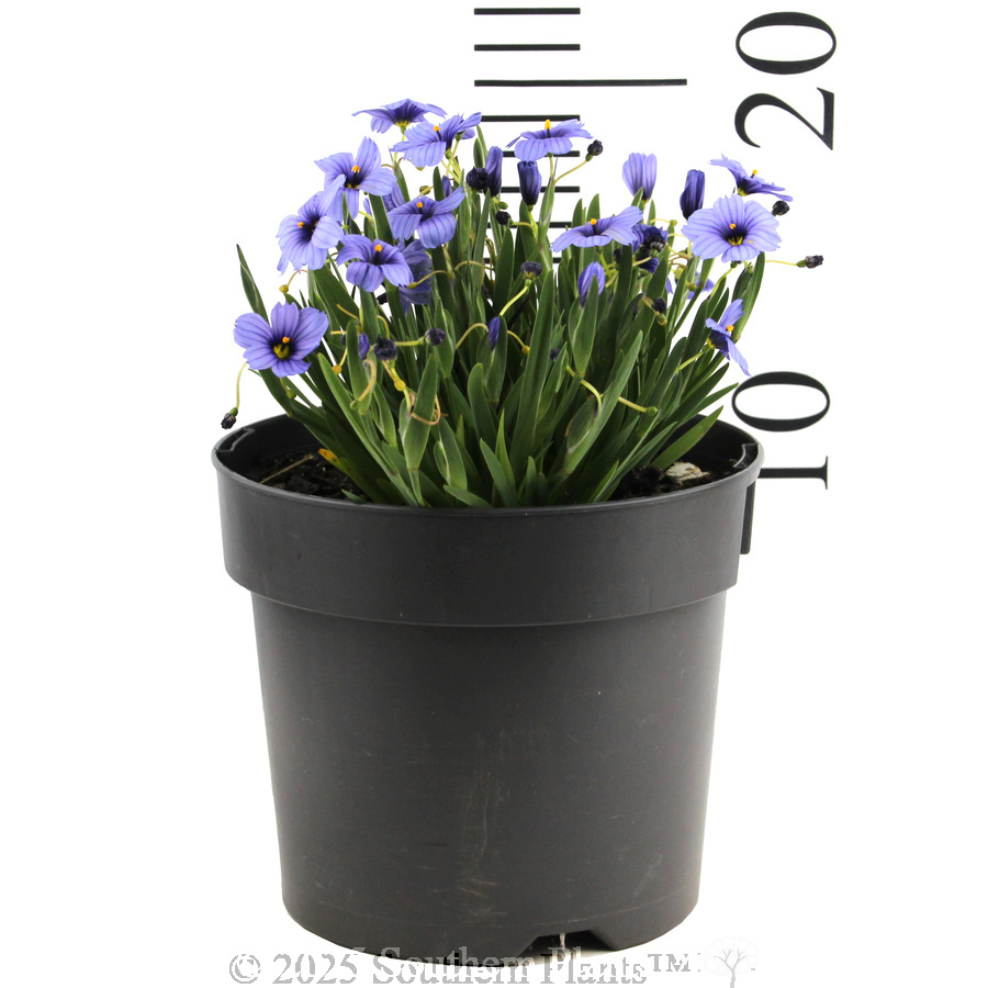 Blue-eyed Grass - Reference photo