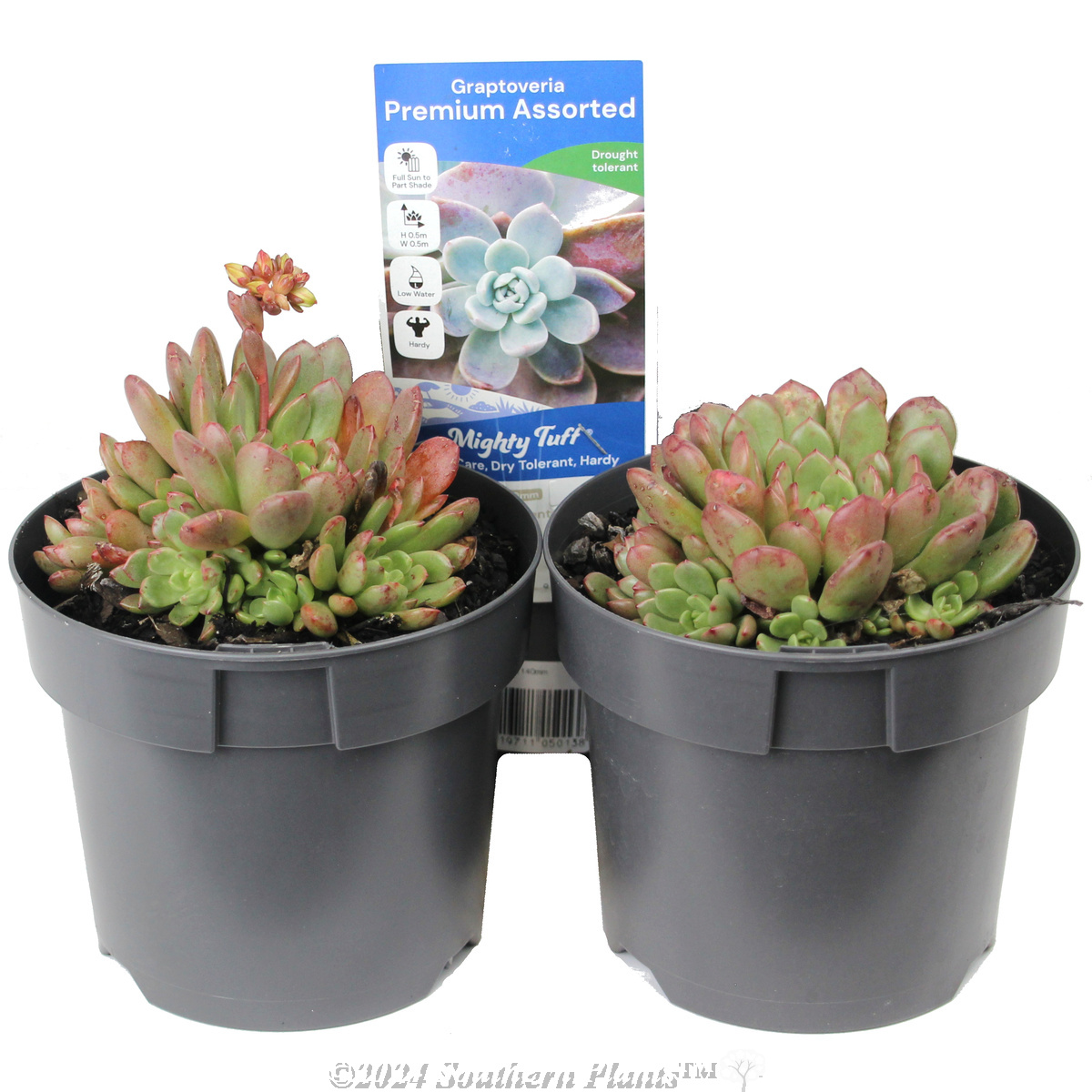 Succulents