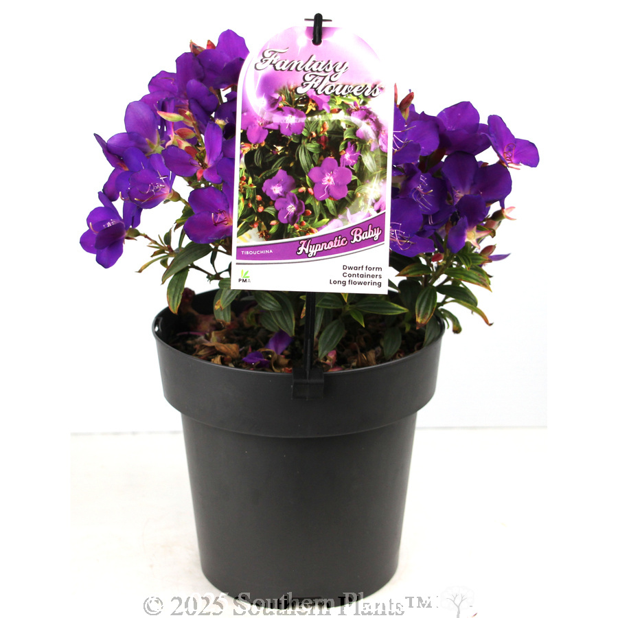 Princess Flower - Plant photo