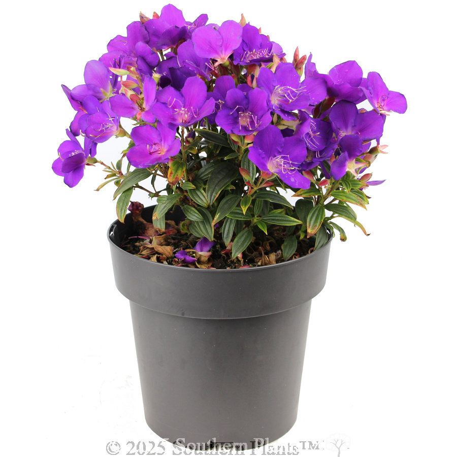 Princess Flower - Alternate photo