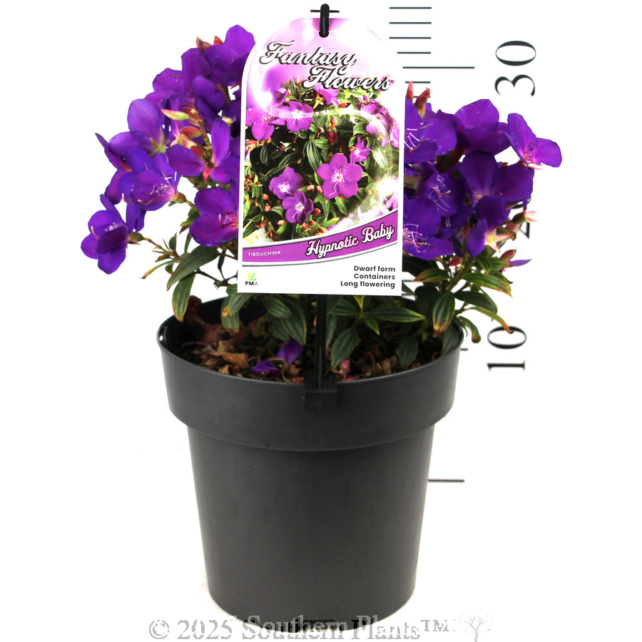 Princess Flower - Product photo