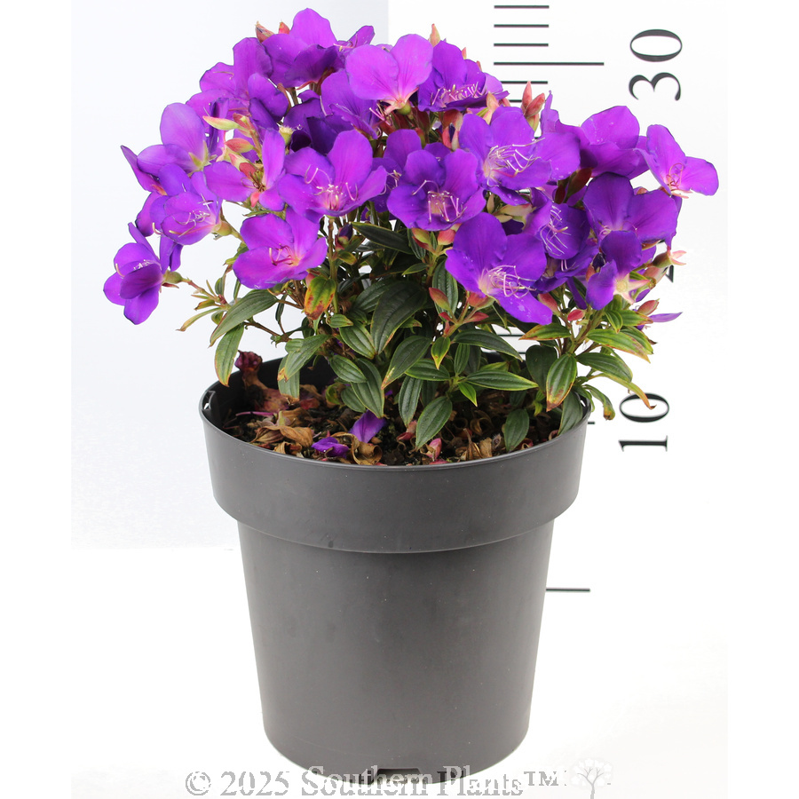 Princess Flower - Reference photo