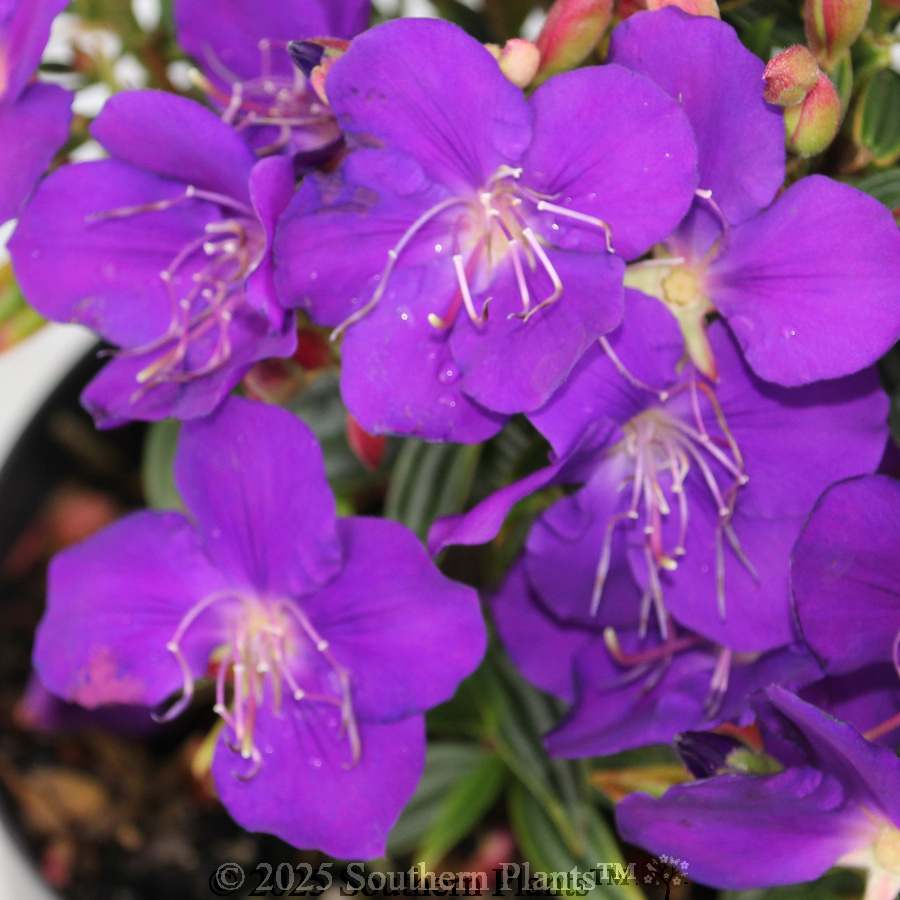 Princess Flower