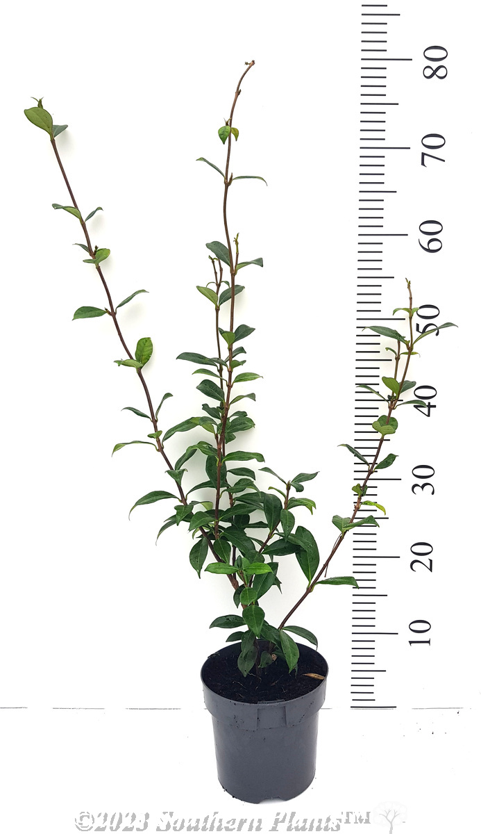 Chinese Star Jasmine - Primary