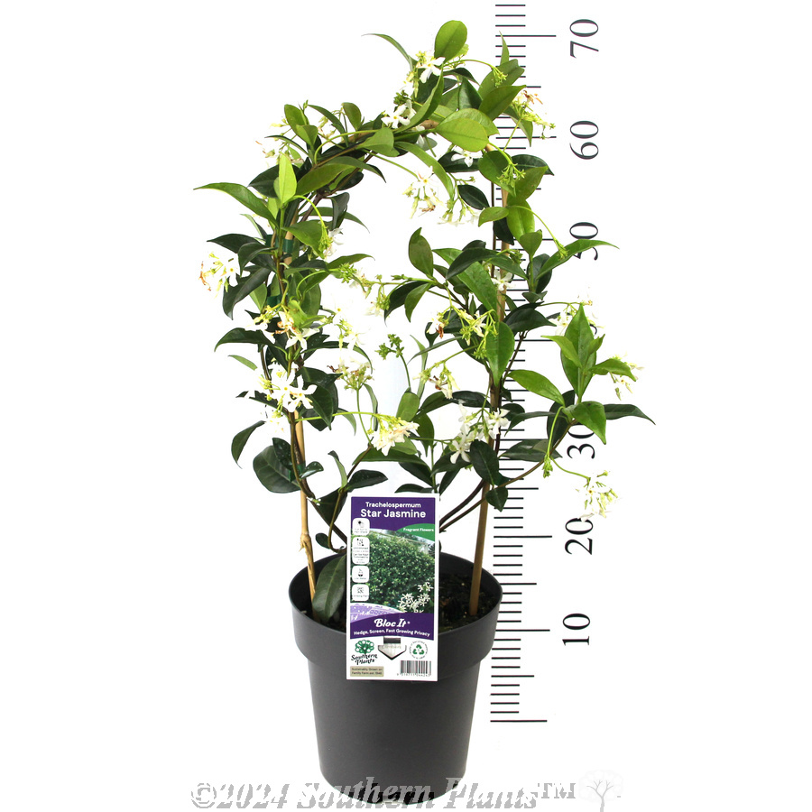 Chinese Star Jasmine - Alternate photo