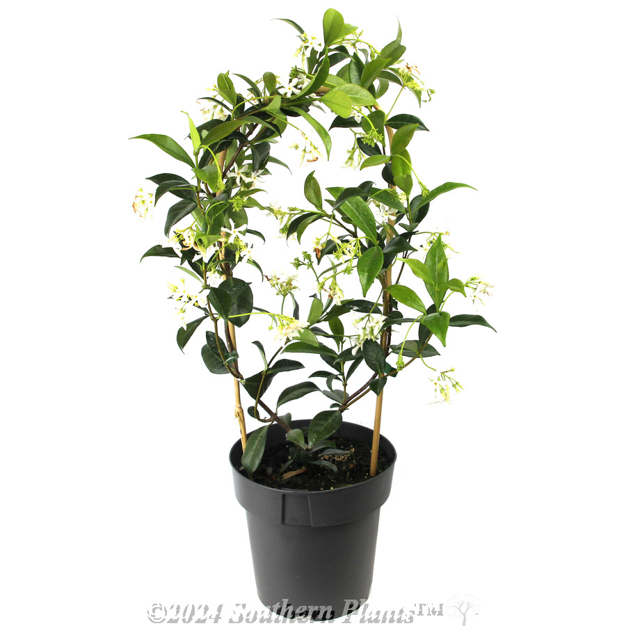Chinese Star Jasmine - Product photo