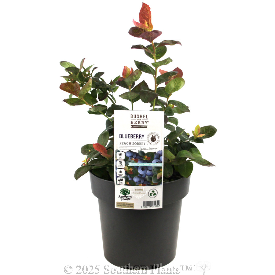 Peach Sorbet® BlueBerry - Plant photo
