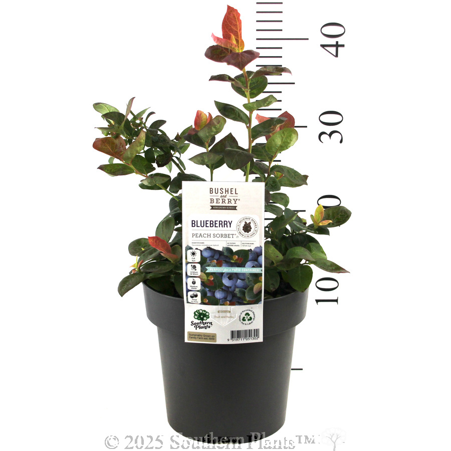 Peach Sorbet® BlueBerry - Product photo