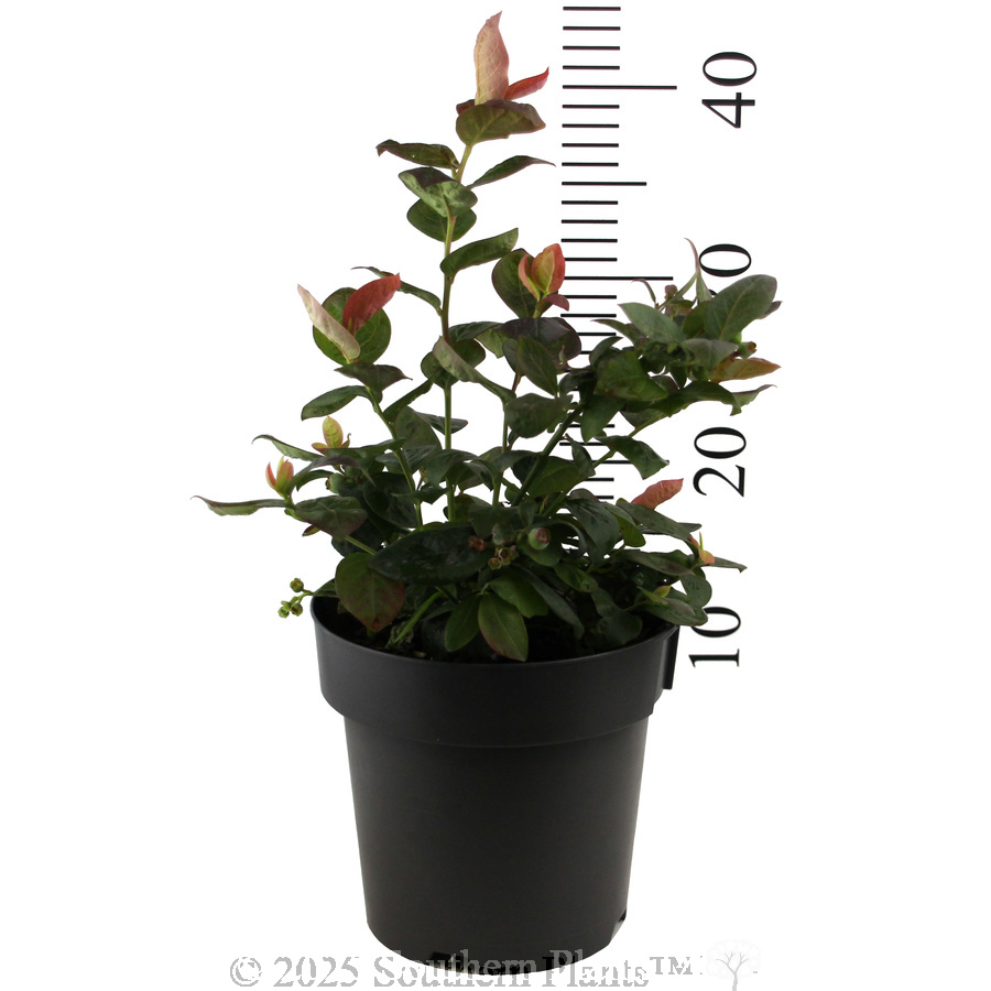 Peach Sorbet® BlueBerry - Reference photo