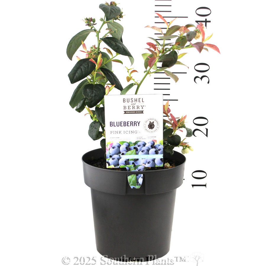 Pink Icing™ Blueberry - Product photo