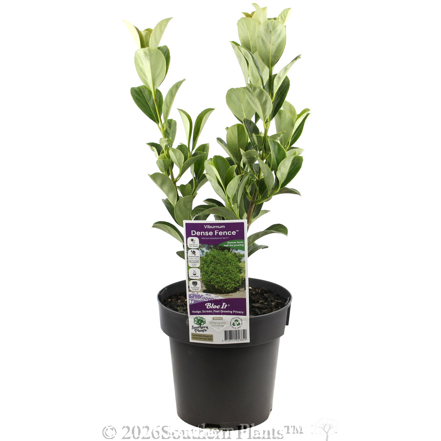 Viburnum 'Dense Fence™'