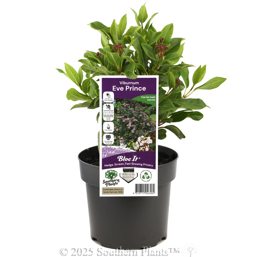 Laurustinus Eve Prince - Plant photo