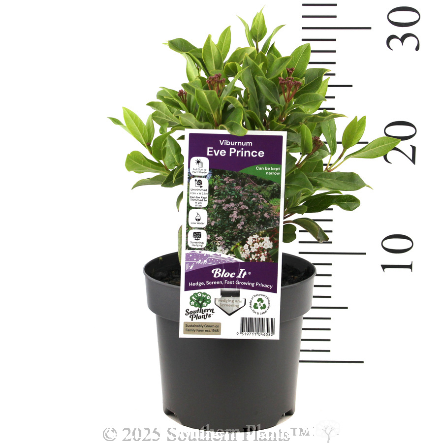 Laurustinus Eve Prince