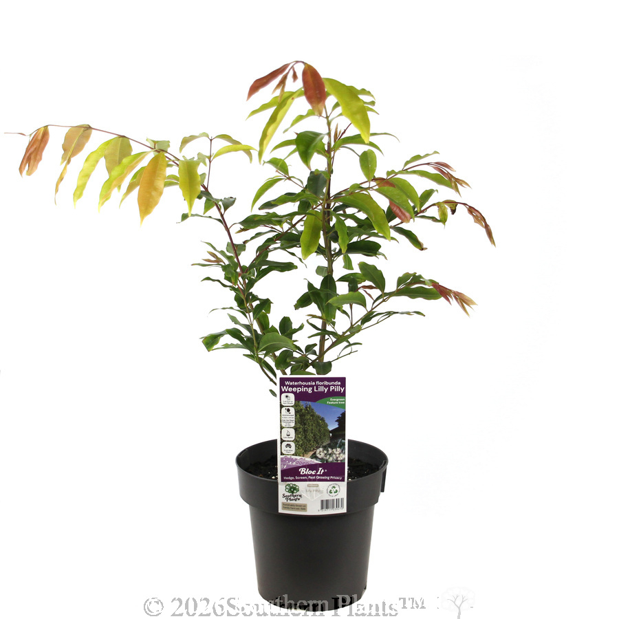 Weeping Lilly Pilly