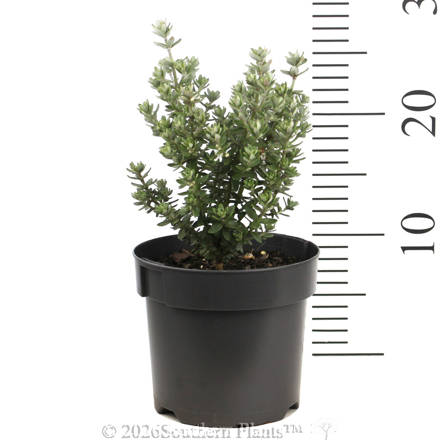 Westringia Grey Box™ - Reference photo