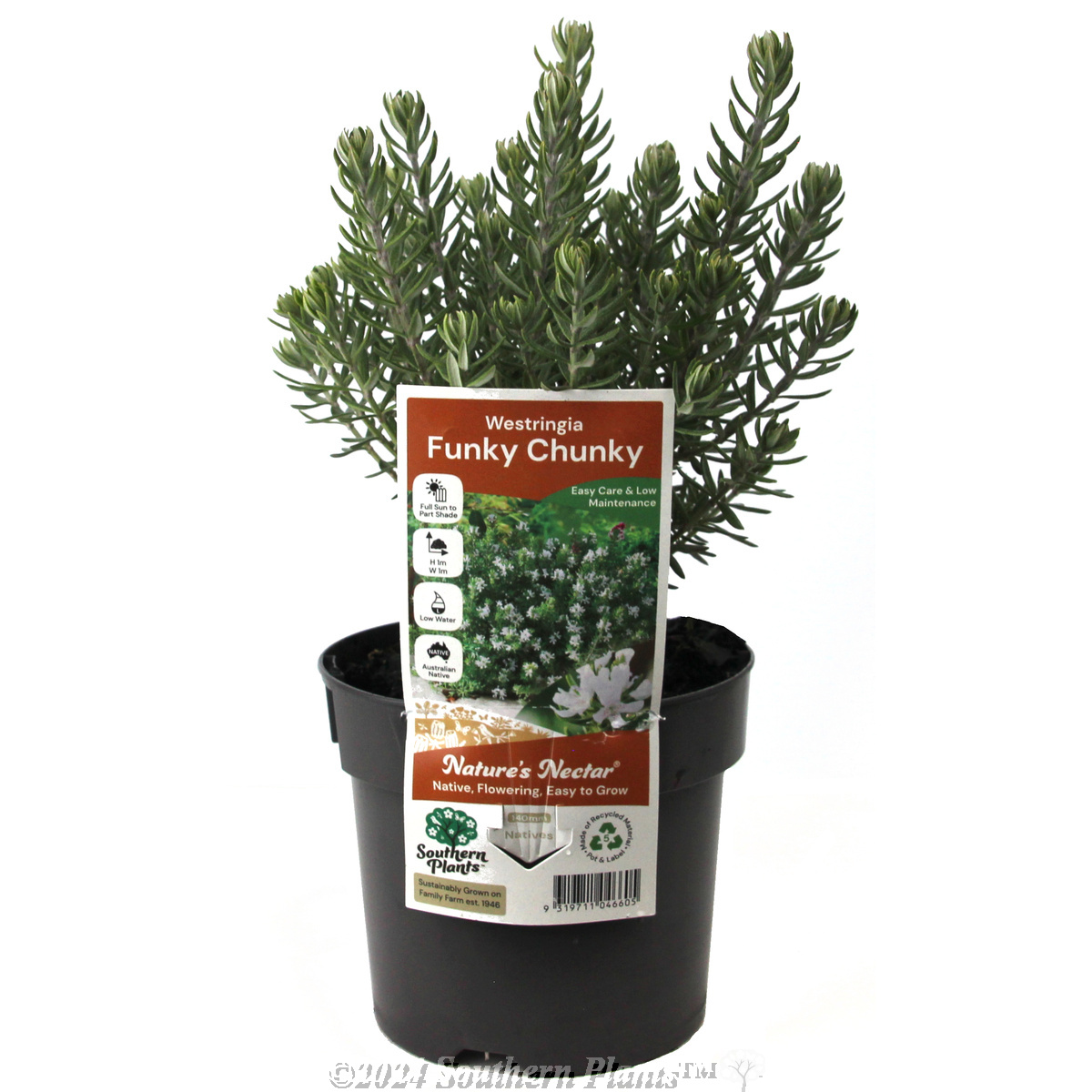 Westringia Funky Chunky - Coastal Rosemary - Plant photo