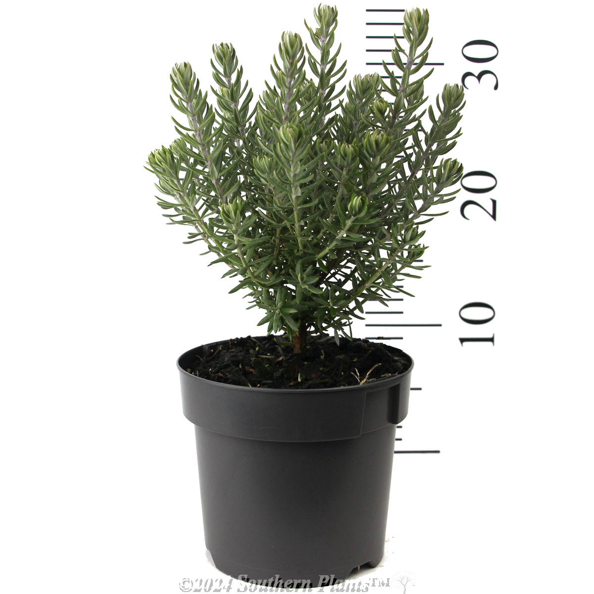 Westringia Funky Chunky - Coastal Rosemary - Reference photo