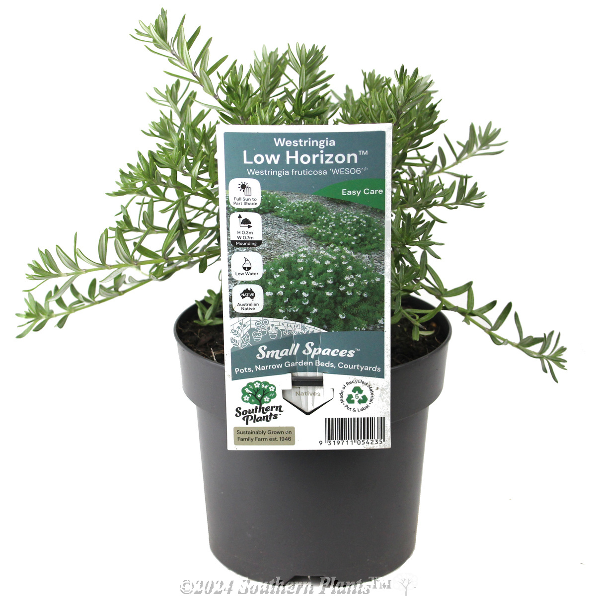 Westringia 'Low Horizion™' - Plant photo