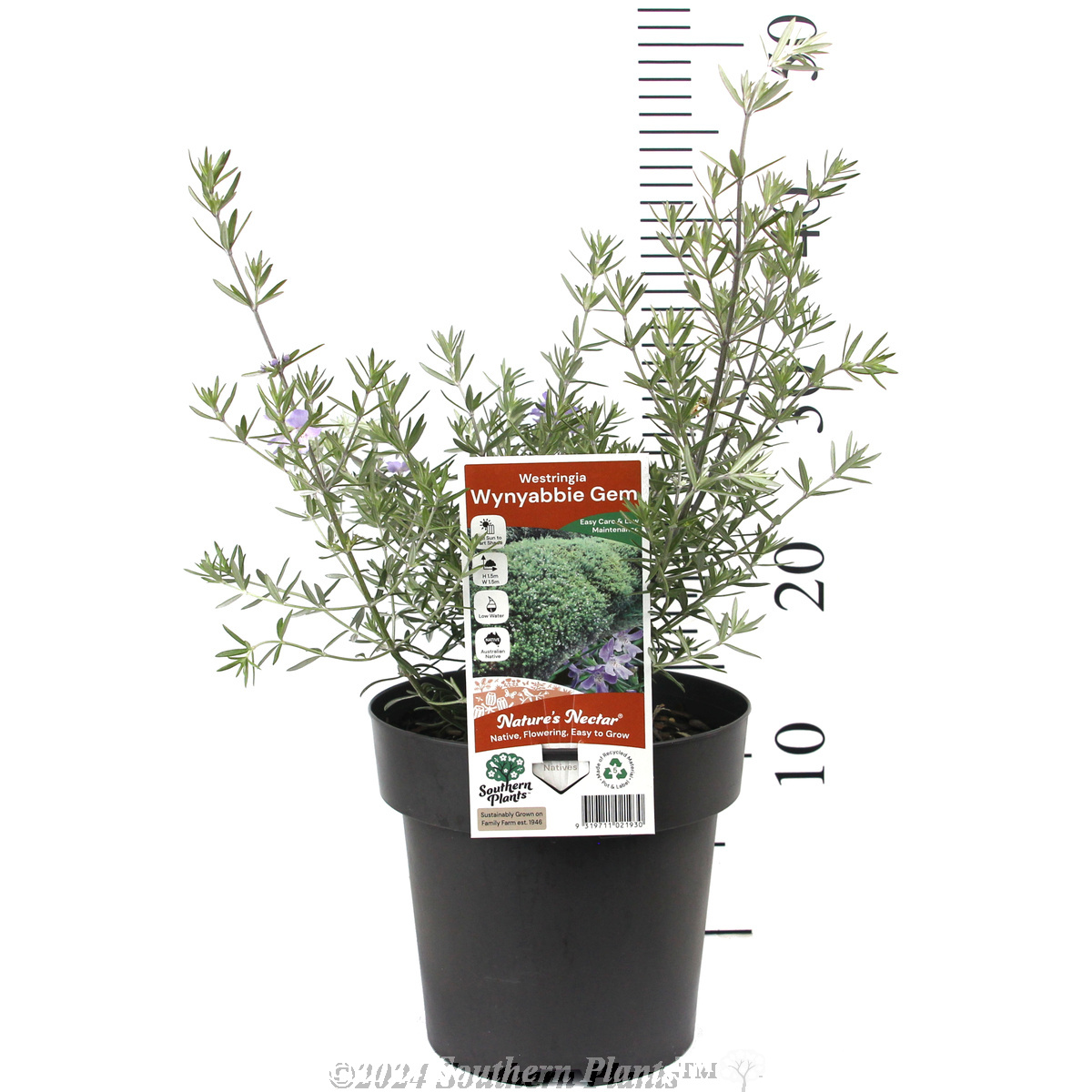 Coastal Rosemary - Product photo