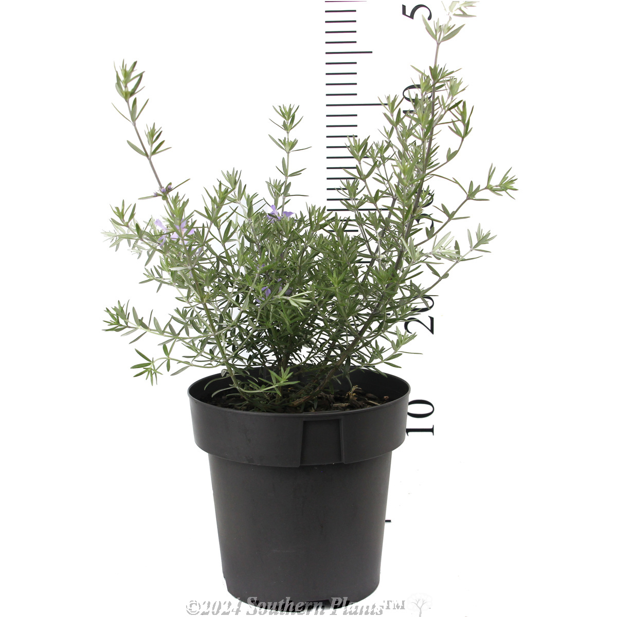 Coastal Rosemary - Reference photo