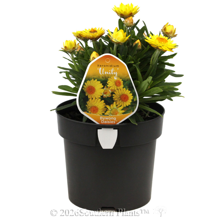 Xeronidium Unity Everlasting Daisy