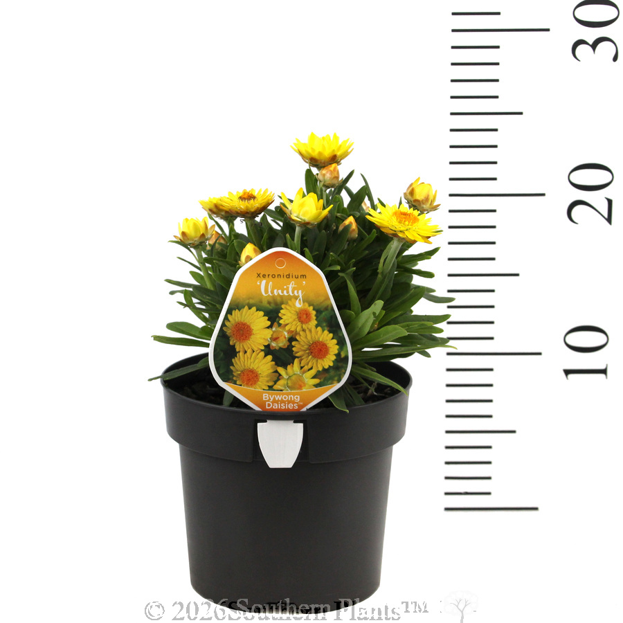 Xeronidium Unity Everlasting Daisy - Product photo