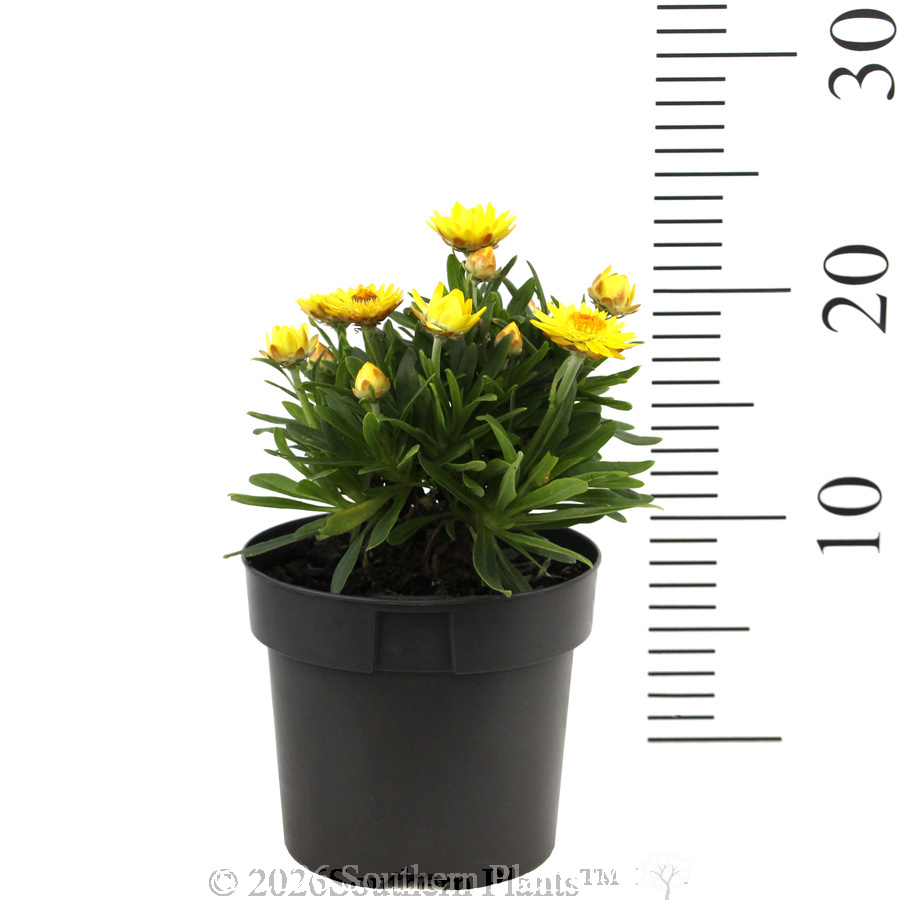 Xeronidium Unity Everlasting Daisy - Reference photo
