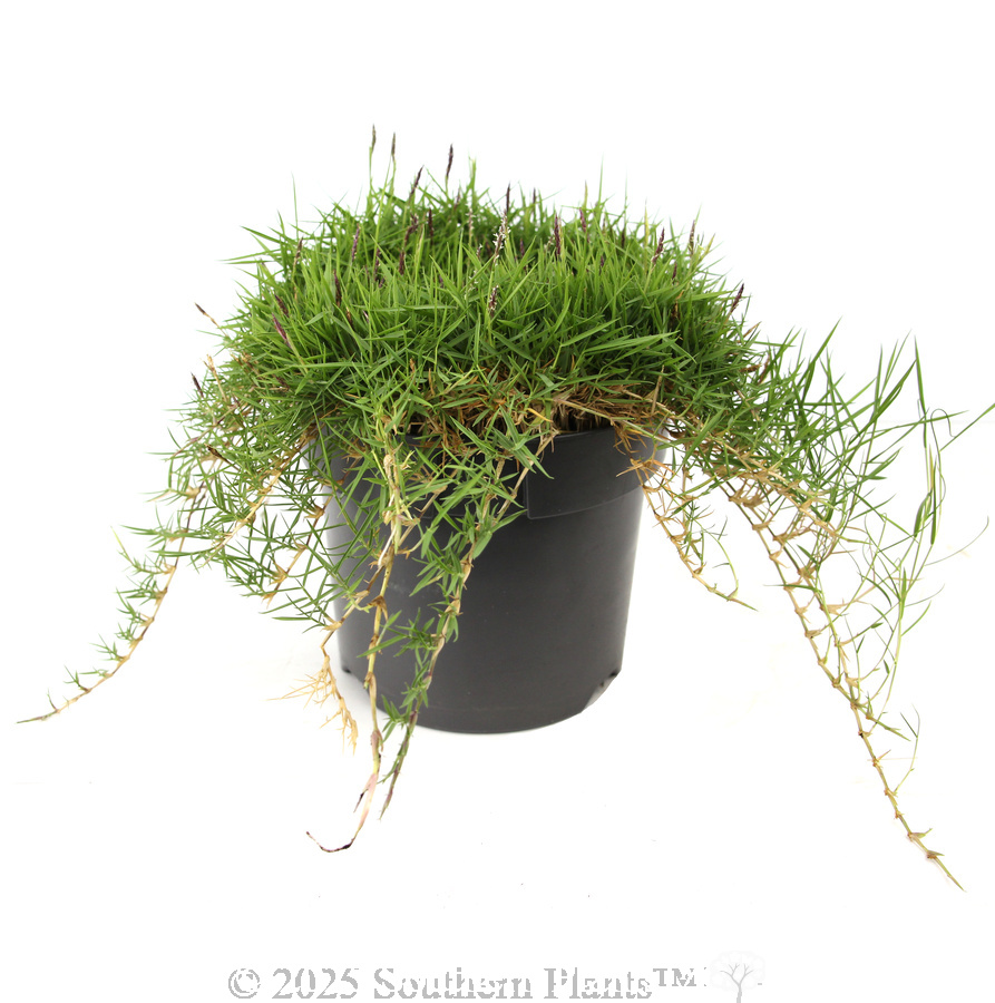 Zen Grass™ - Alternate photo