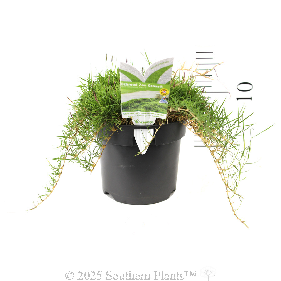 Zen Grass™ - Product photo