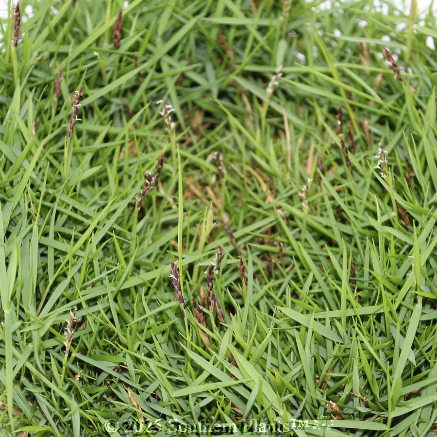 Zen Grass™